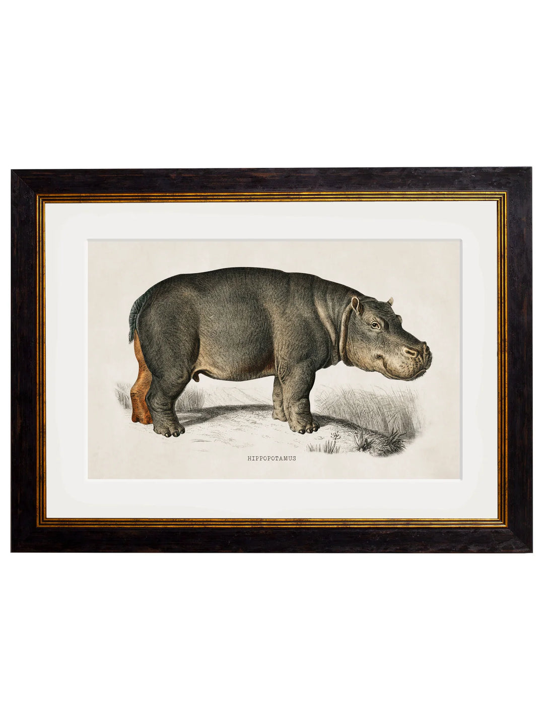 c.1846 Rhino & Hippo - TheArtistsQuarter