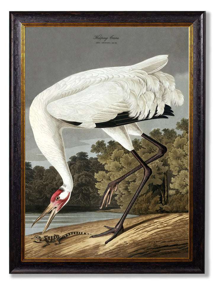 c.1838 Audubon's Hooping Crane - TheArtistsQuarter