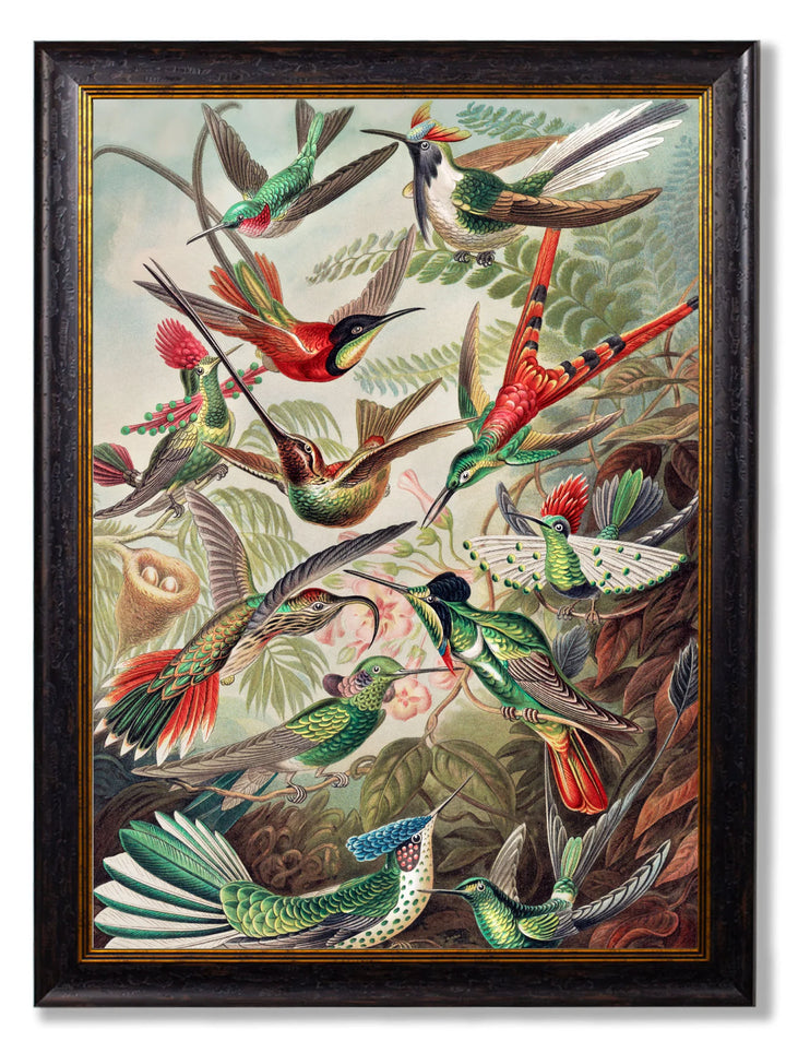 c.1904 Haeckel Hummingbirds - TheArtistsQuarter