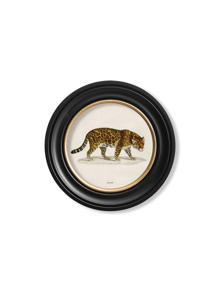 c.1836 Jaguar - Round Frame Cancelled Order - TheArtistsQuarter