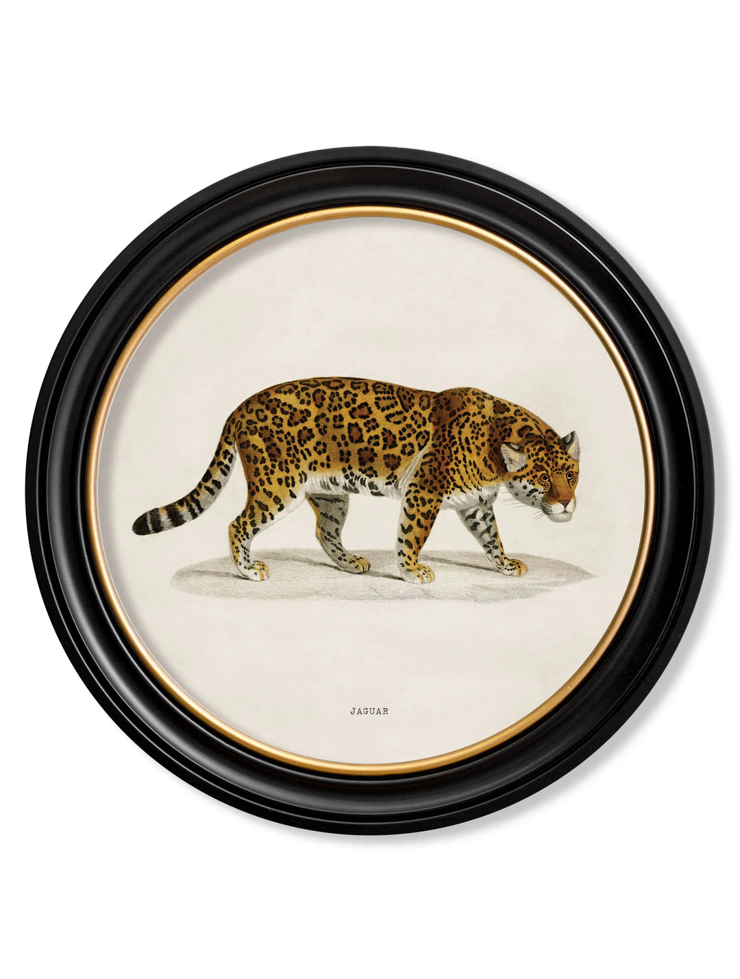 c.1836 Jaguar - Round Frame - TheArtistsQuarter