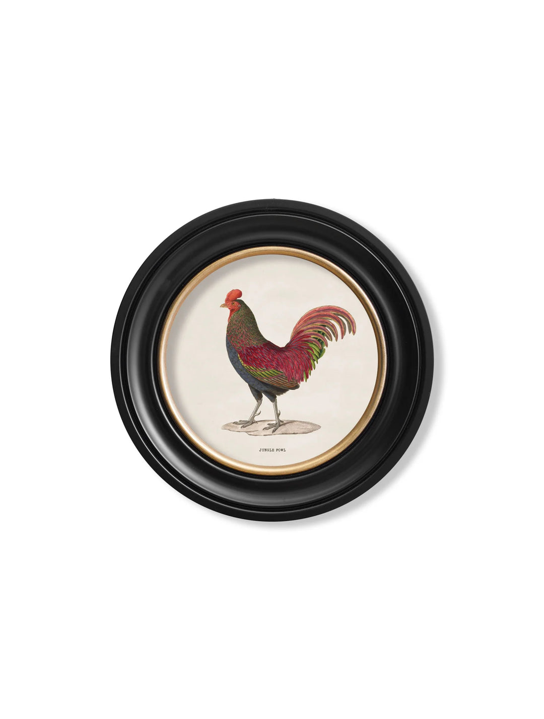 c.1838 Junglefowl in Round Frames - TheArtistsQuarter