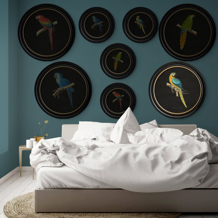 C.1884 Collection of Macaws in Round Frames - TheArtistsQuarter