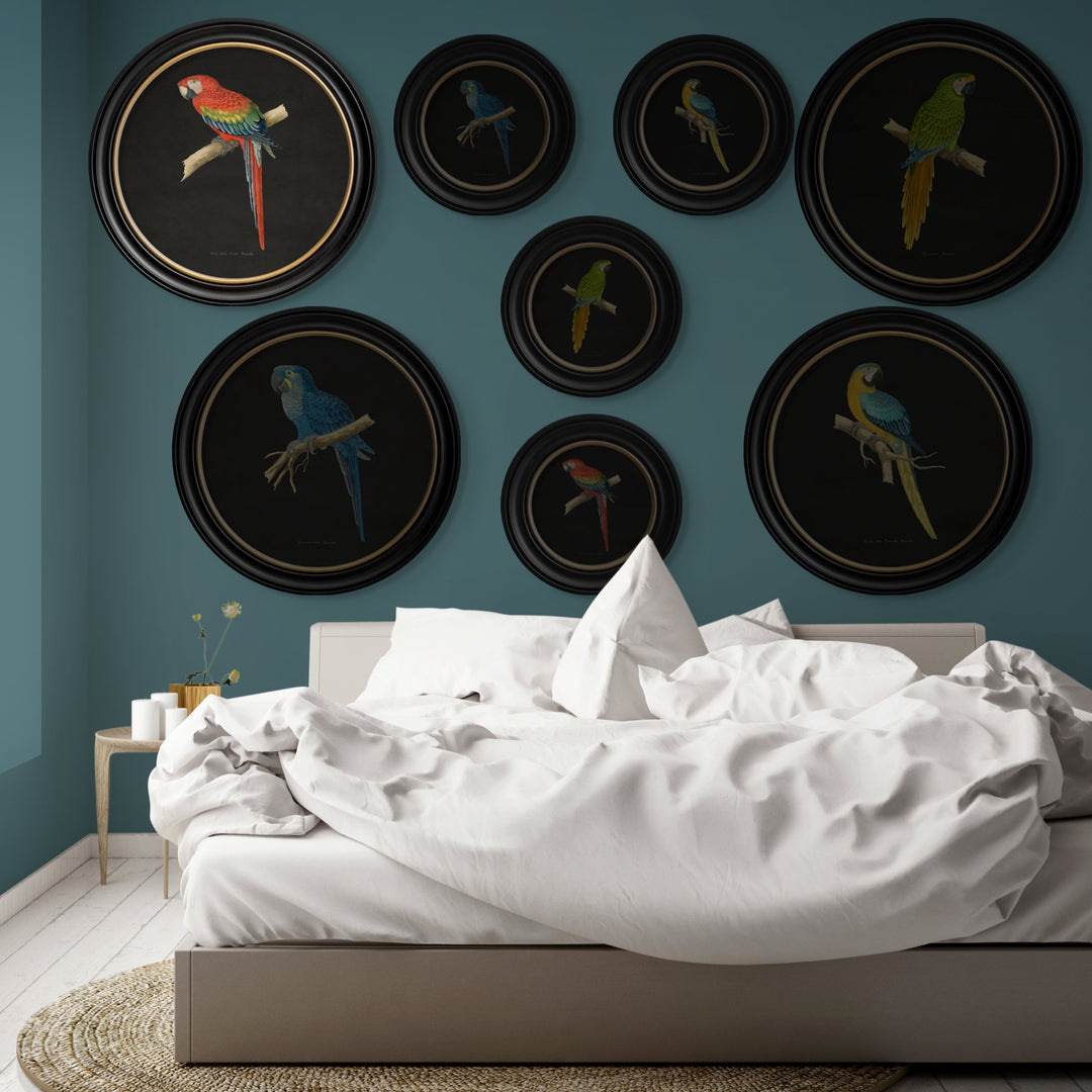 C.1884 Collection of Macaws in Round Frames - TheArtistsQuarter