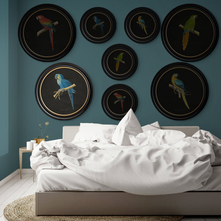 C.1884 Collection of Macaws in Round Frames - TheArtistsQuarter