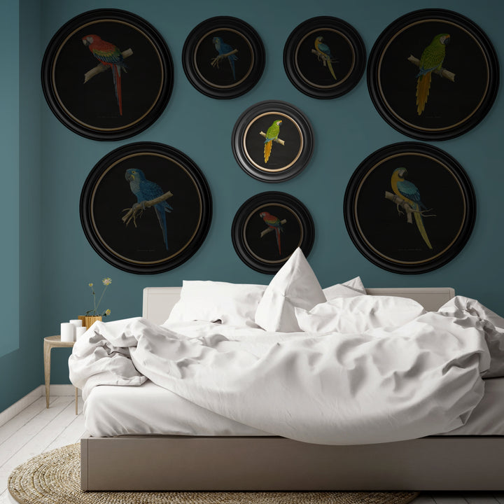 C.1884 Collection of Macaws in Round Frames - TheArtistsQuarter