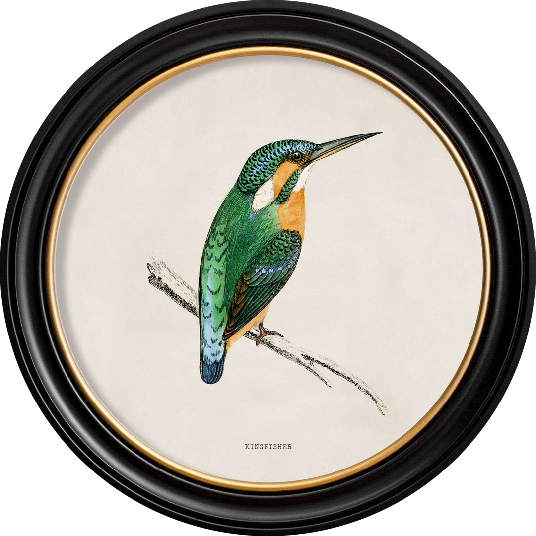 c.1870 Kingfisher and Bee Eater - TheArtistsQuarter