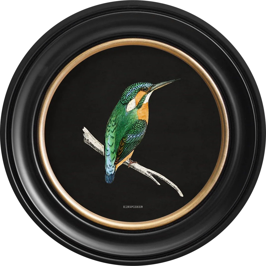 c.1870 Kingfisher and Bee Eater - TheArtistsQuarter