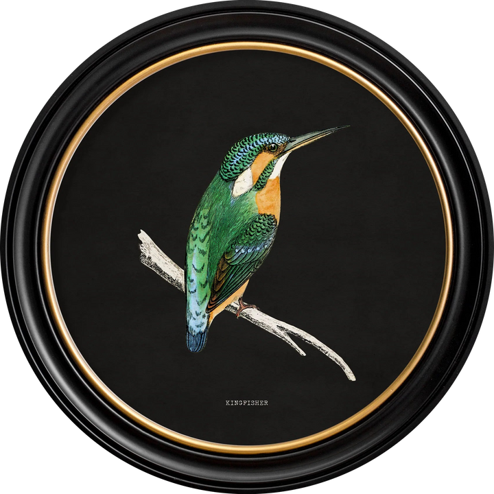 c.1870 Kingfisher and Bee Eater - TheArtistsQuarter