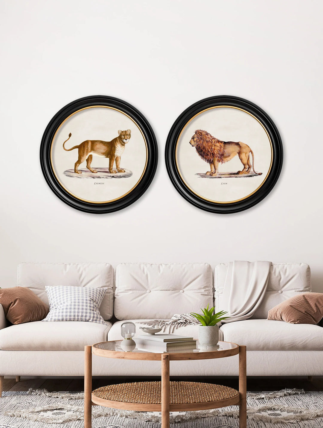 c.1800s Lion & Lioness - Round Frames - TheArtistsQuarter