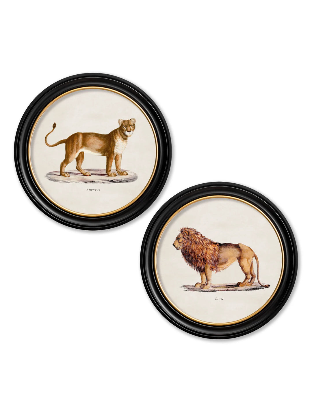 c.1800s Lion & Lioness - Round Frames - TheArtistsQuarter