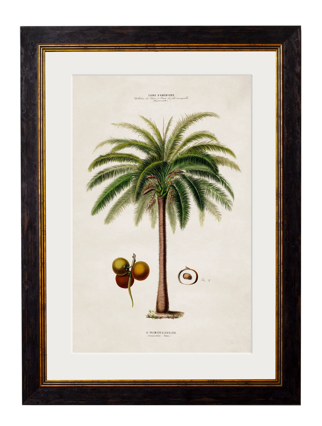 c.1843 Studies of South American Palm Trees Cancelled Order - TheArtistsQuarter