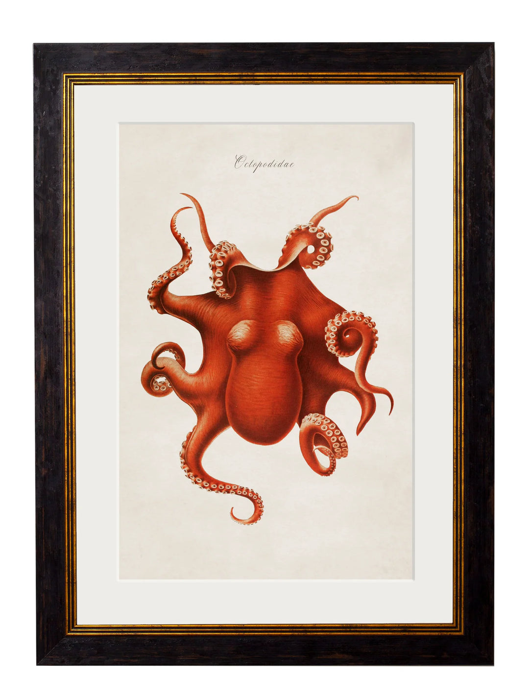 C.1876 Collection of Marine Animals - TheArtistsQuarter