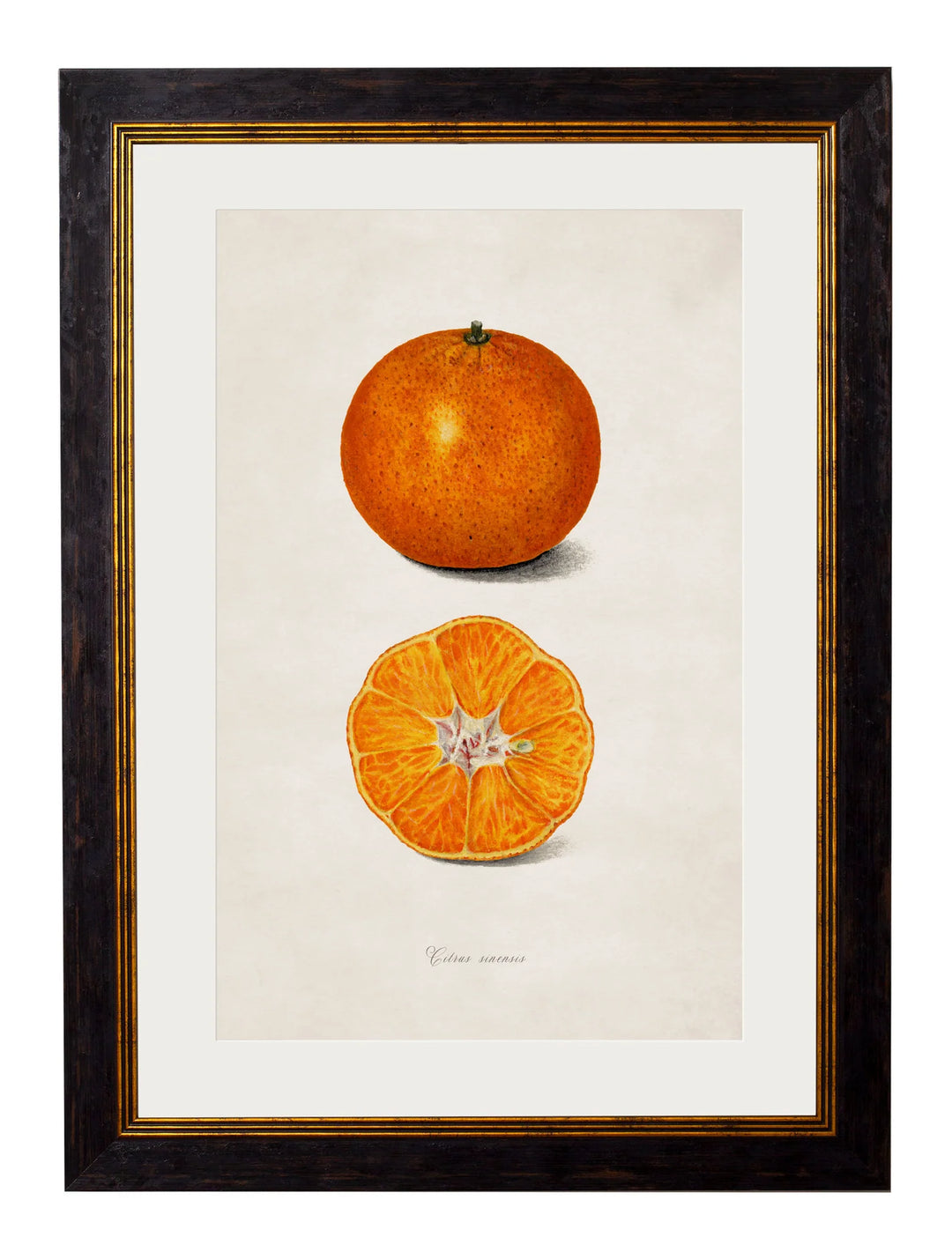 c.1886 Study of Citrus Fruit - TheArtistsQuarter