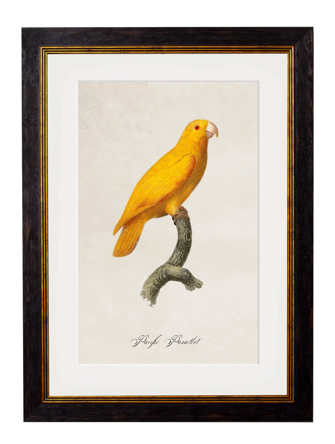 C.1800's Collection of Parrots Cancelled Order - TheArtistsQuarter