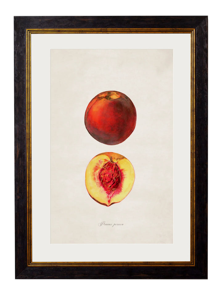 c.1886 Studies of Fruit - TheArtistsQuarter