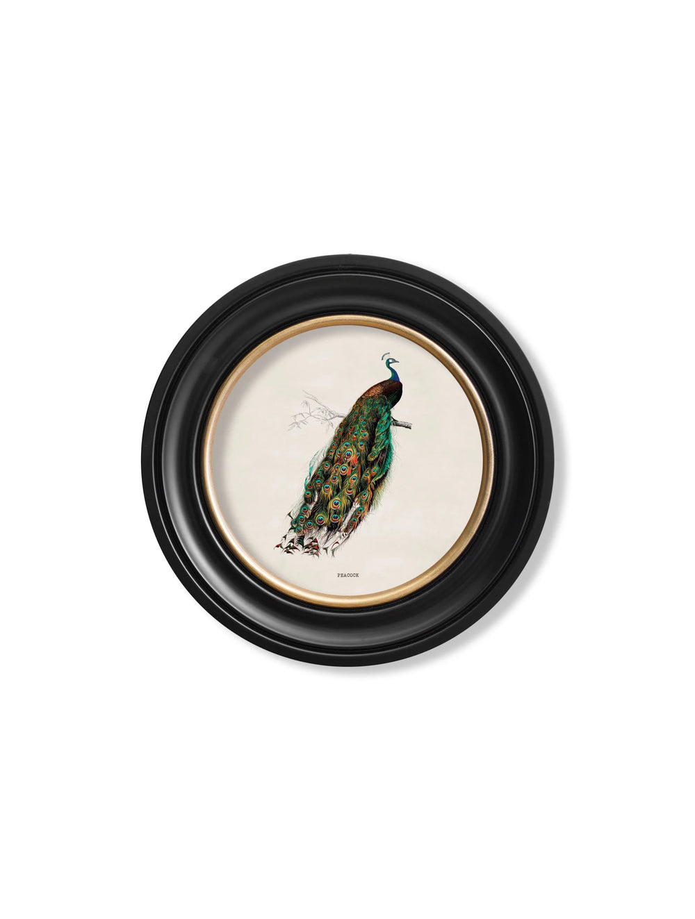 c.1847 Peacock in Round Frame Cancelled Order - TheArtistsQuarter