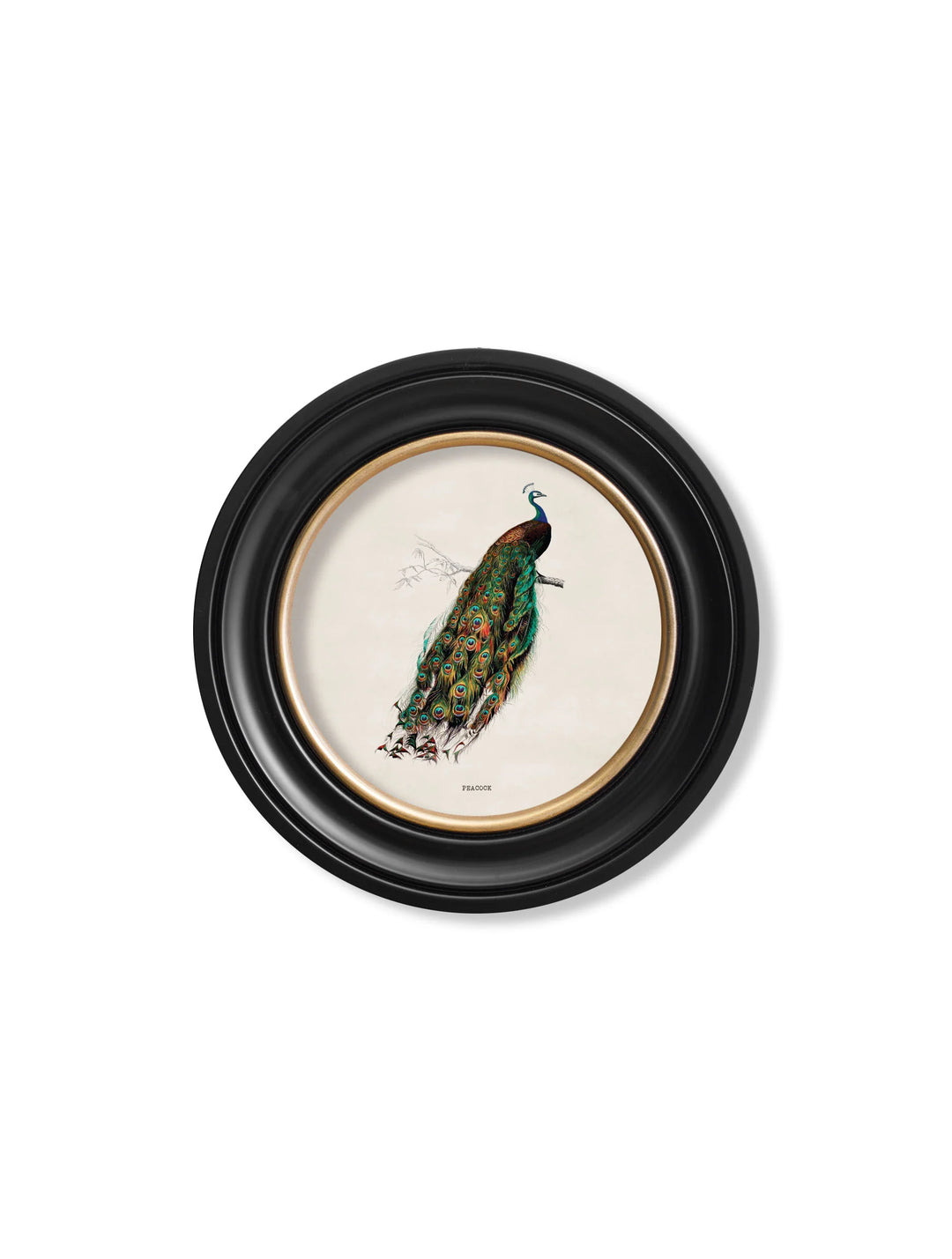 c.1847 Peacock in Round Frame - TheArtistsQuarter