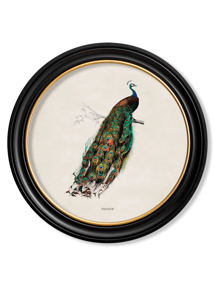 c.1847 Peacock in Round Frame - TheArtistsQuarter