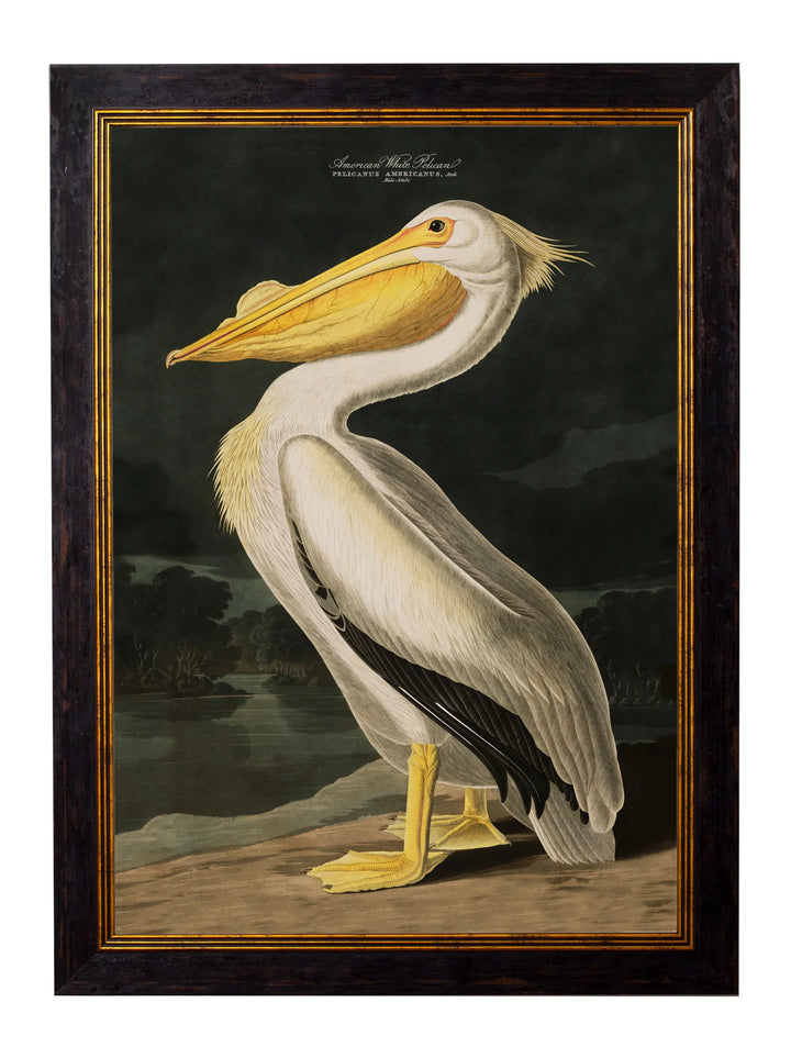 c.1838 Audubon's Birds of America - TheArtistsQuarter