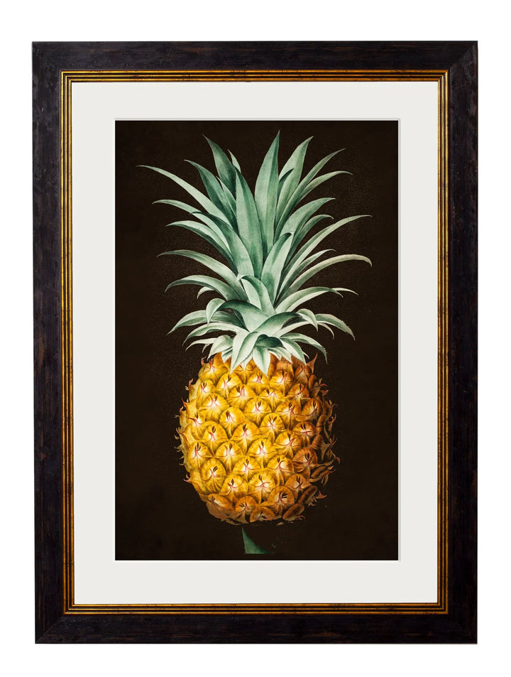 C.1812 Pineapple Plant Studies - TheArtistsQuarter