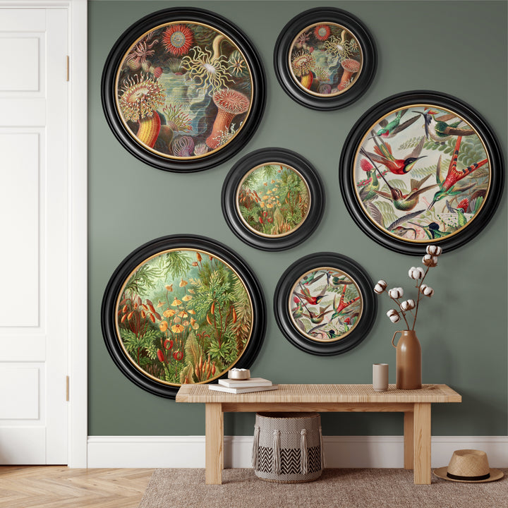 C.1904 Haeckel Flora And Fauna Round Frames - TheArtistsQuarter