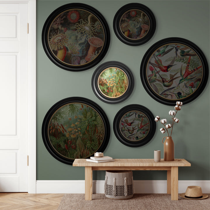 C.1904 Haeckel Flora And Fauna Round Frames - TheArtistsQuarter