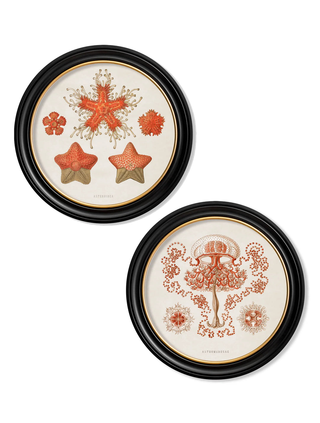 c.1904 Haeckel Sealife - Round Frames - TheArtistsQuarter