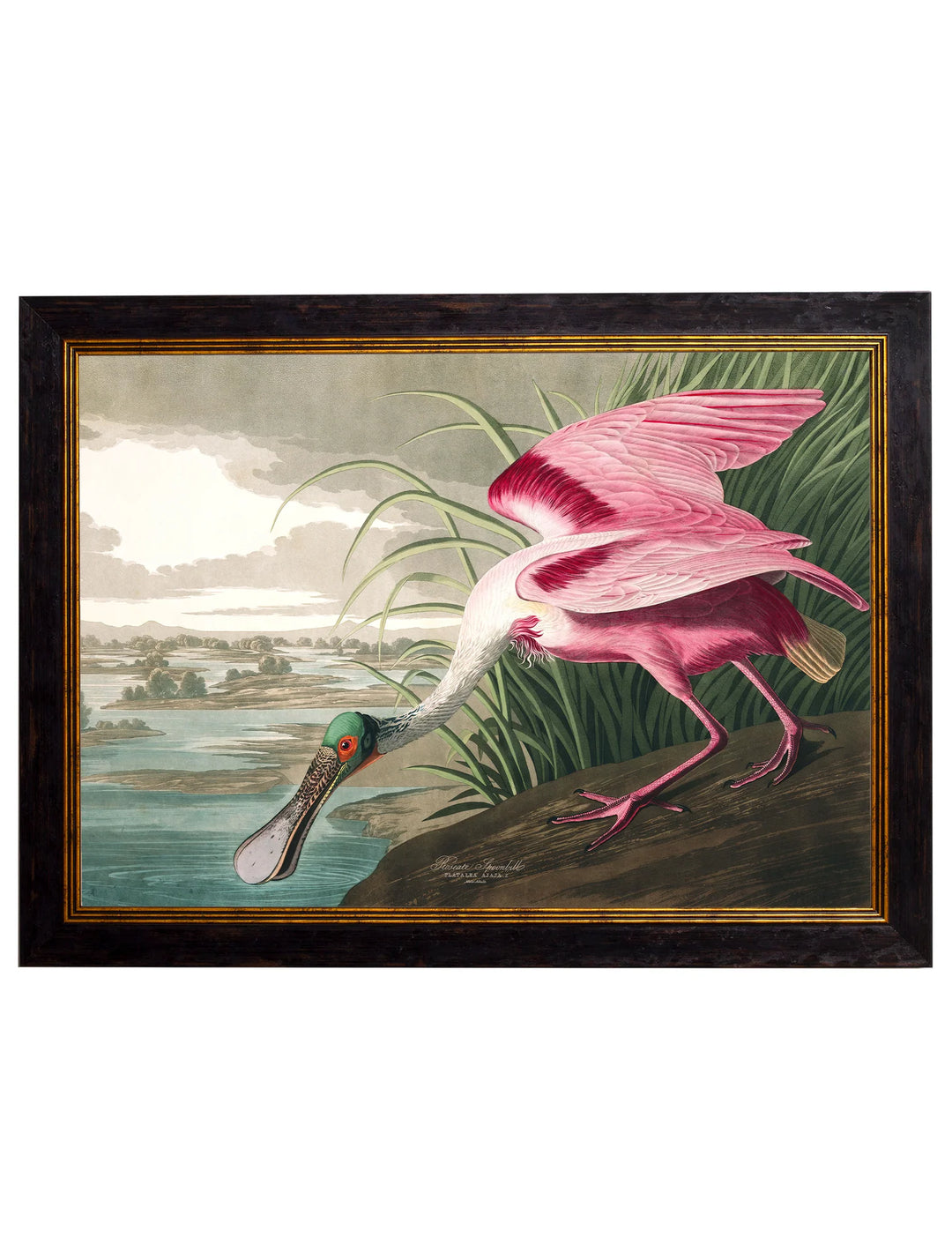 c.1838 Audubon's Birds of America - TheArtistsQuarter