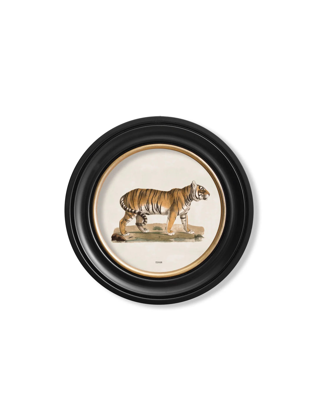 c.1824 Tiger - Round Frame - TheArtistsQuarter