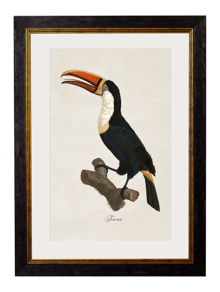 c.1848/1809 Toucans - TheArtistsQuarter