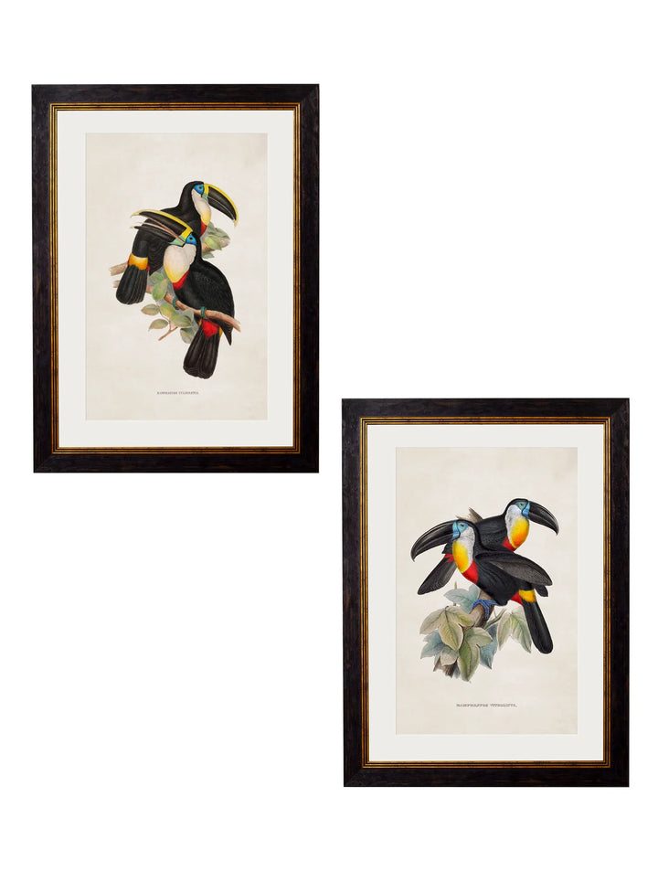 c.1848/1809 Toucans - TheArtistsQuarter