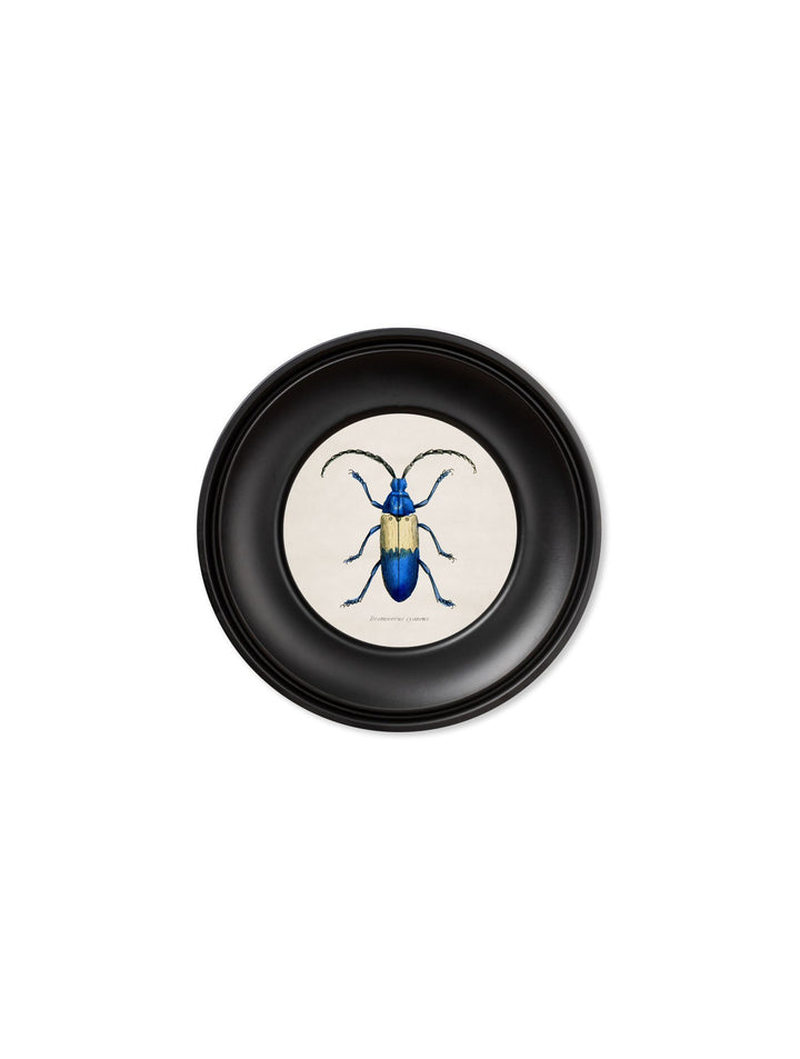 C.1835 Collection Of Beetles In Mini Round Frames - TheArtistsQuarter