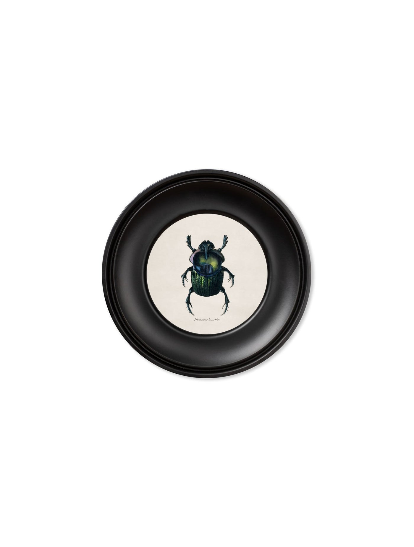 C.1835 COLLECTION OF BEETLES IN MINI ROUND FRAMES - TheArtistsQuarter