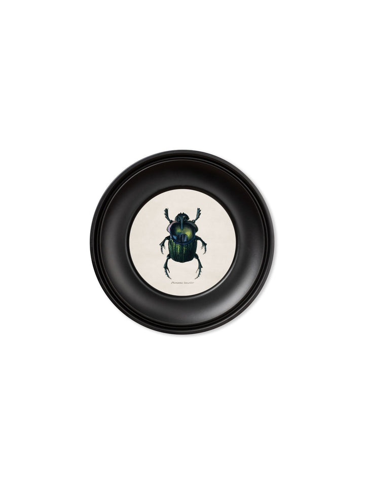 C.1835 Collection Of Beetles In Mini Round Frames - TheArtistsQuarter