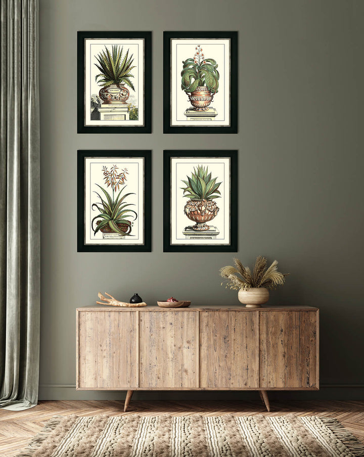 ANTIQUE ALOE I By Abraham Munting - TheArtistsQuarter