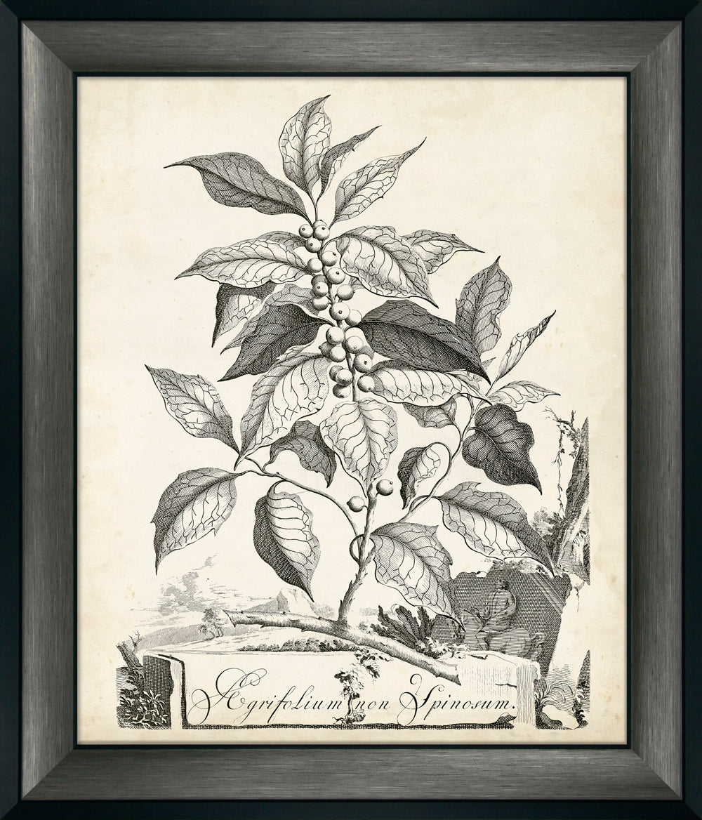 Scenic Botanical I By Abraham Munting - TheArtistsQuarter