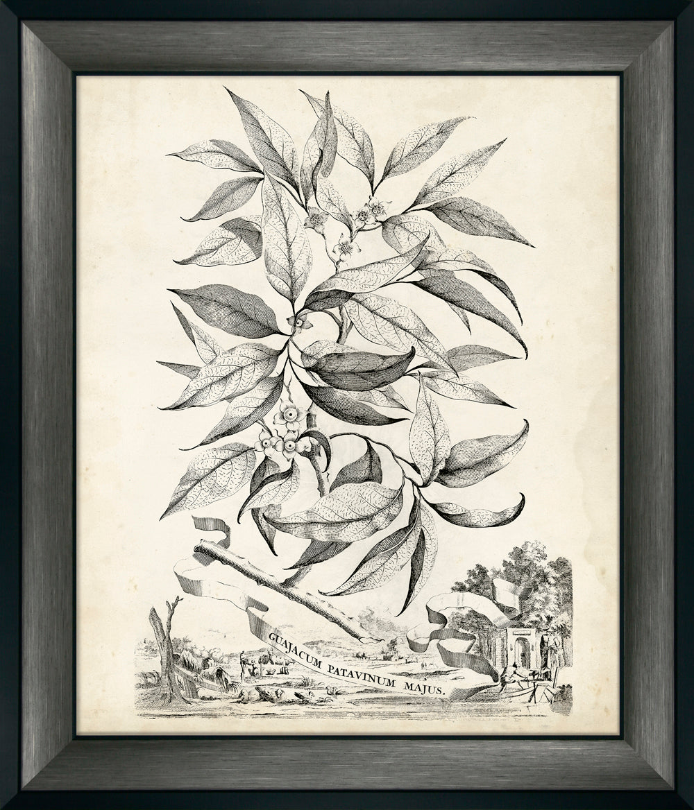 Scenic Botanical II By Abraham Munting - TheArtistsQuarter