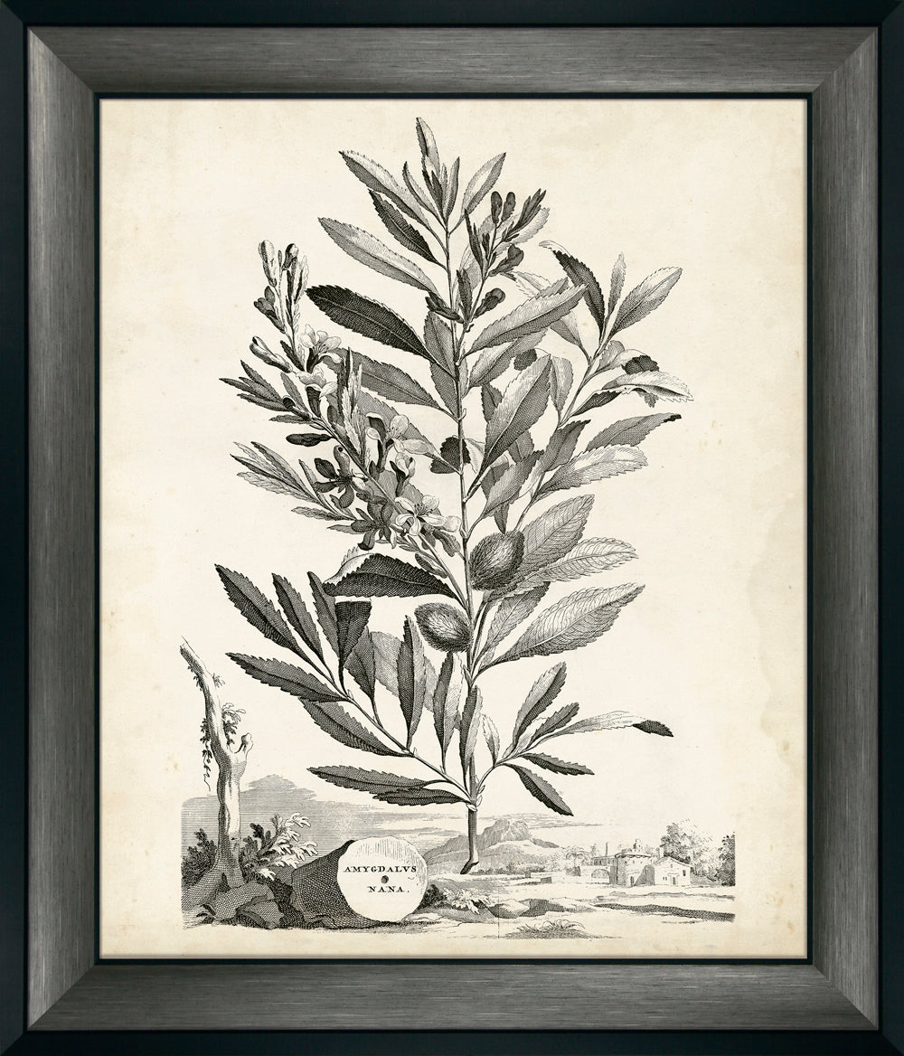 Scenic Botanical IV By Abraham Munting - TheArtistsQuarter
