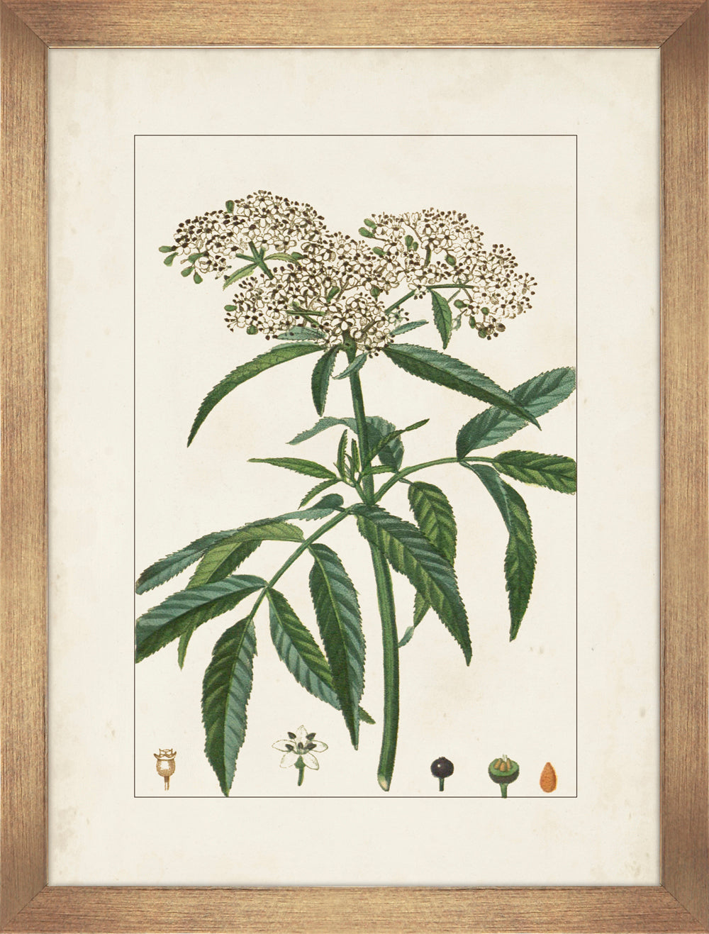 Antique Botanicals V - TheArtistsQuarter