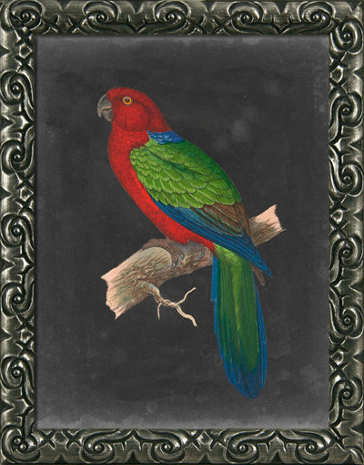 Dramatic Parrots IV - TheArtistsQuarter