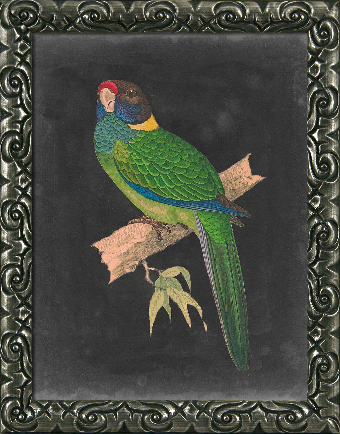 Dramatic Parrots VI - TheArtistsQuarter