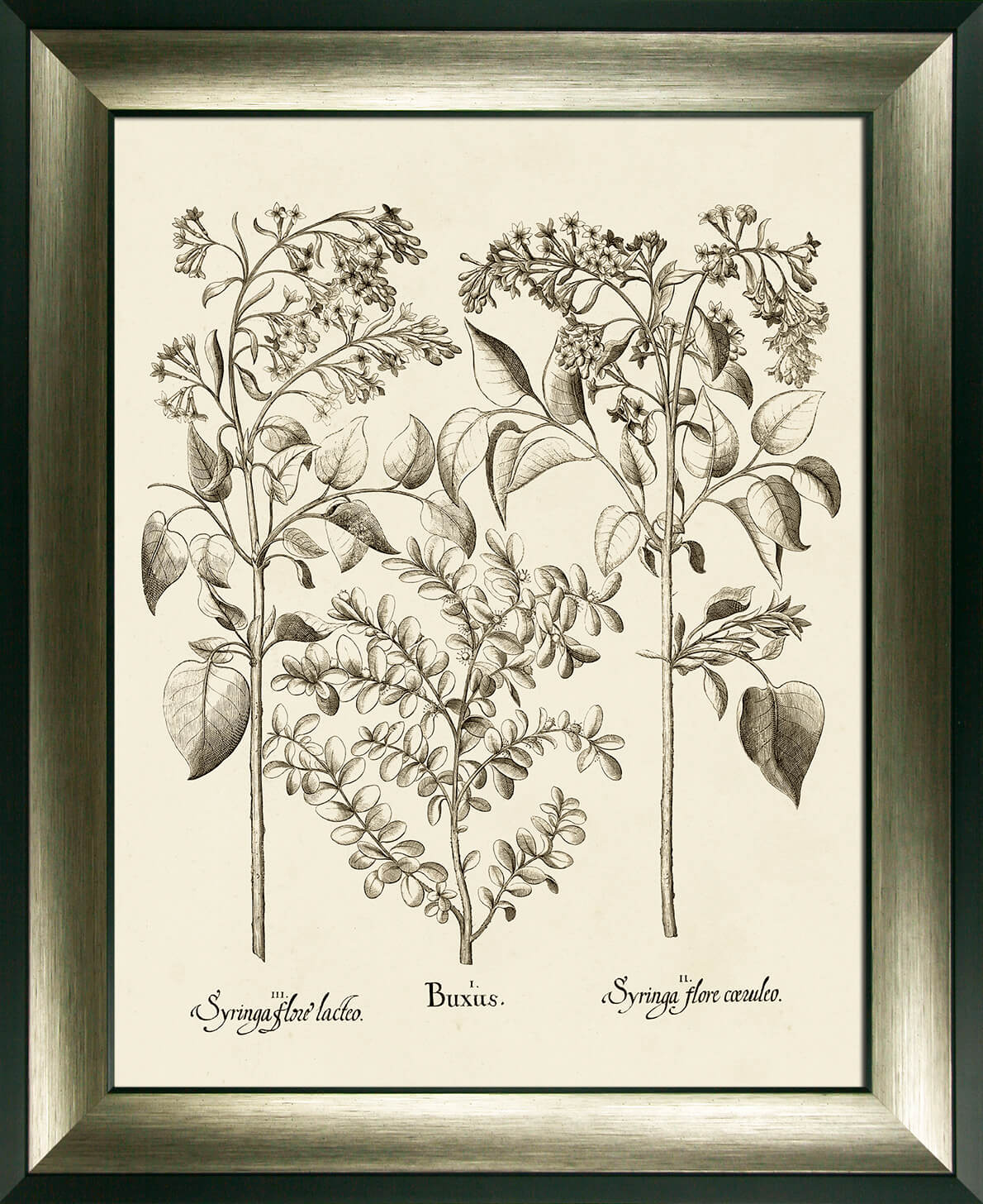 Sepia Botanicals I By Besler - TheArtistsQuarter
