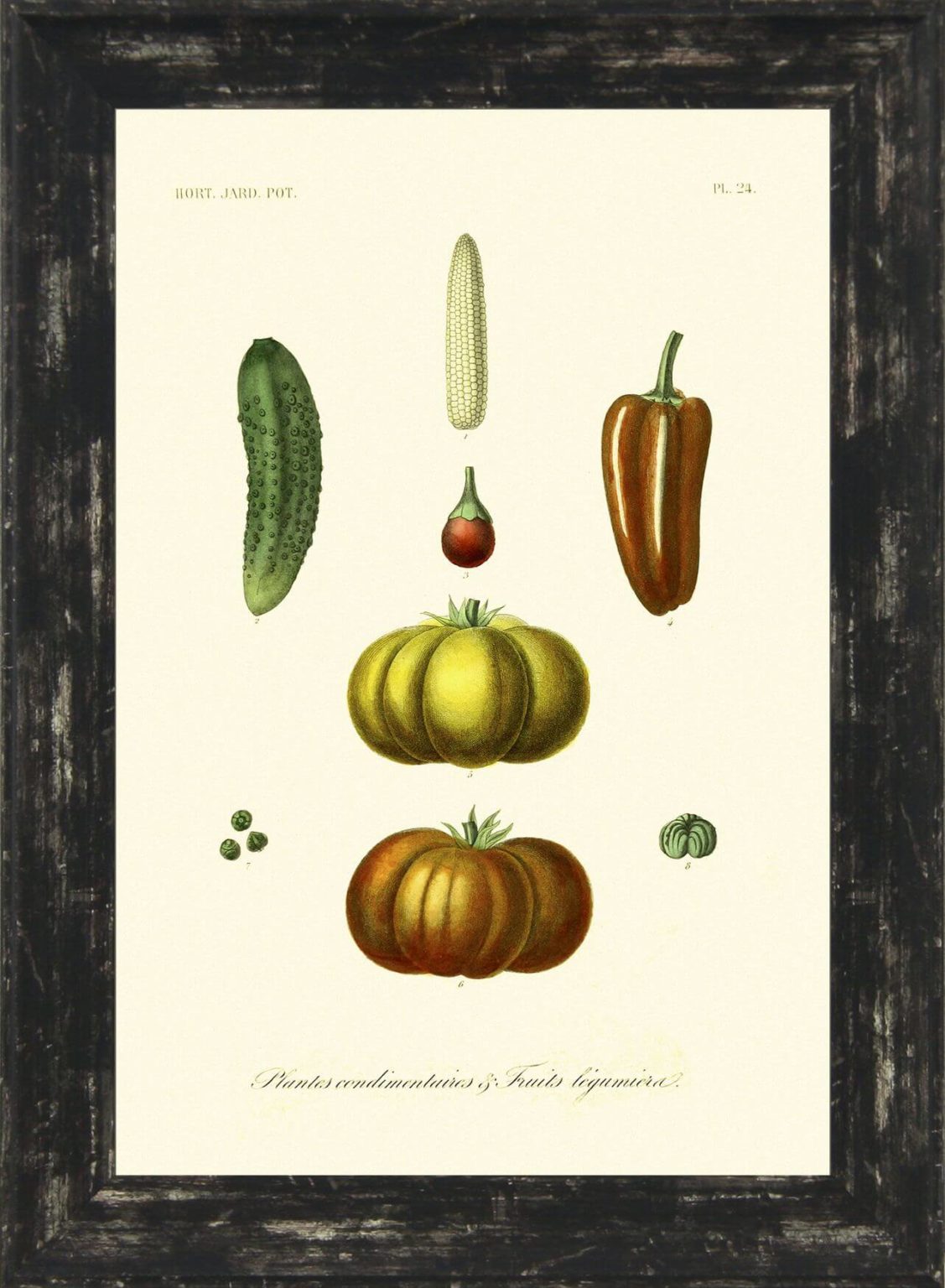 Antique Fruit & Vegetables Set Of Six - TheArtistsQuarter