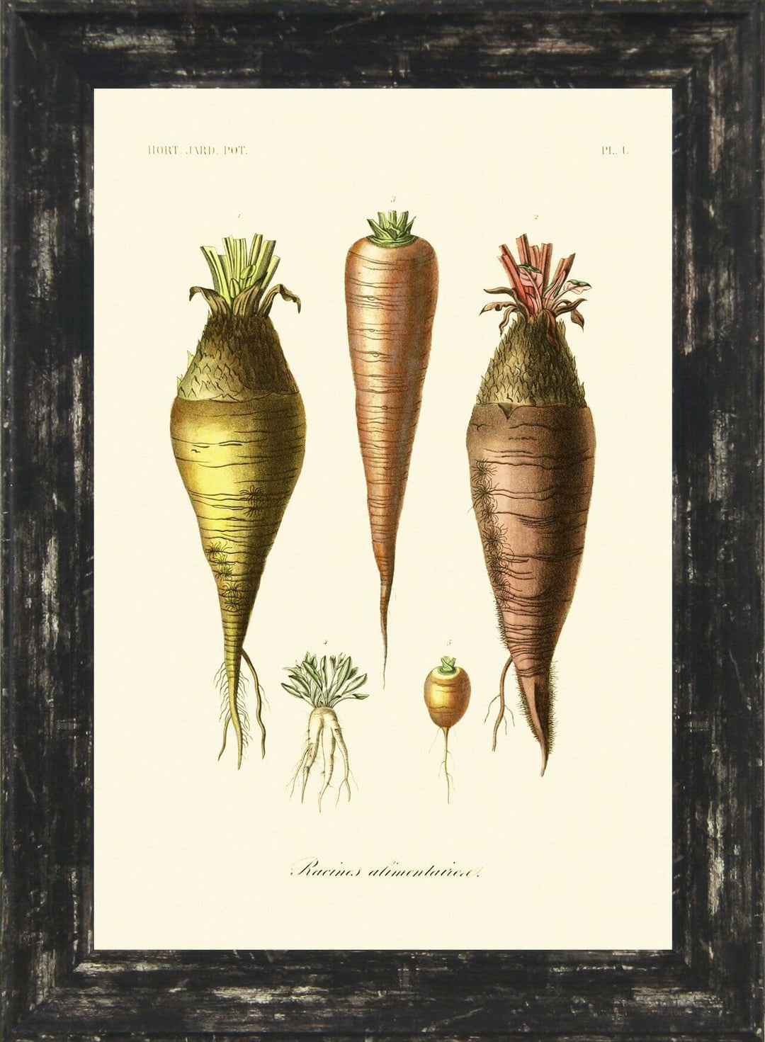 Antique Fruit & Vegetables IV - TheArtistsQuarter