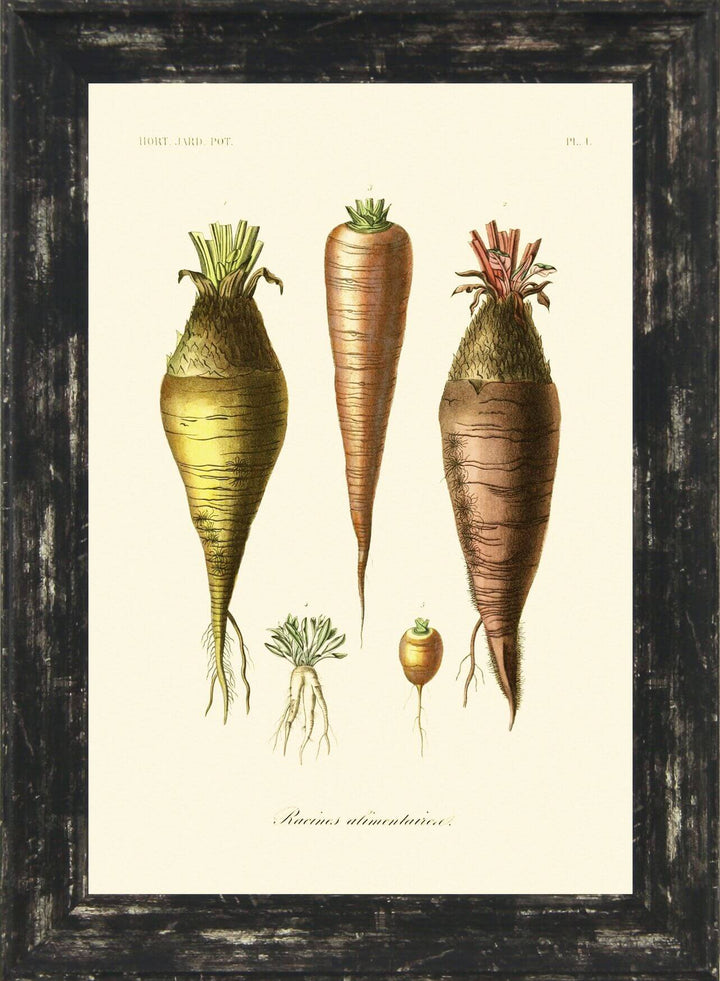 Antique Fruit & Vegetables Set Of Six - TheArtistsQuarter