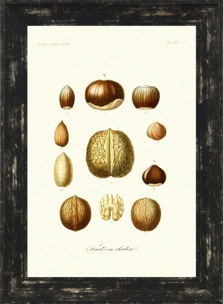 Antique Fruit & Vegetables Set Of Six - TheArtistsQuarter