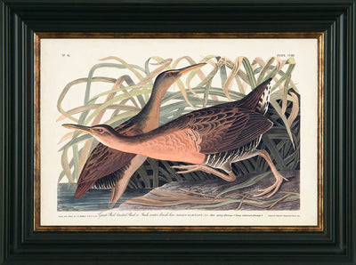 Water Birds I By James Audubon Fresh Water Marsh Hen - TheArtistsQuarter