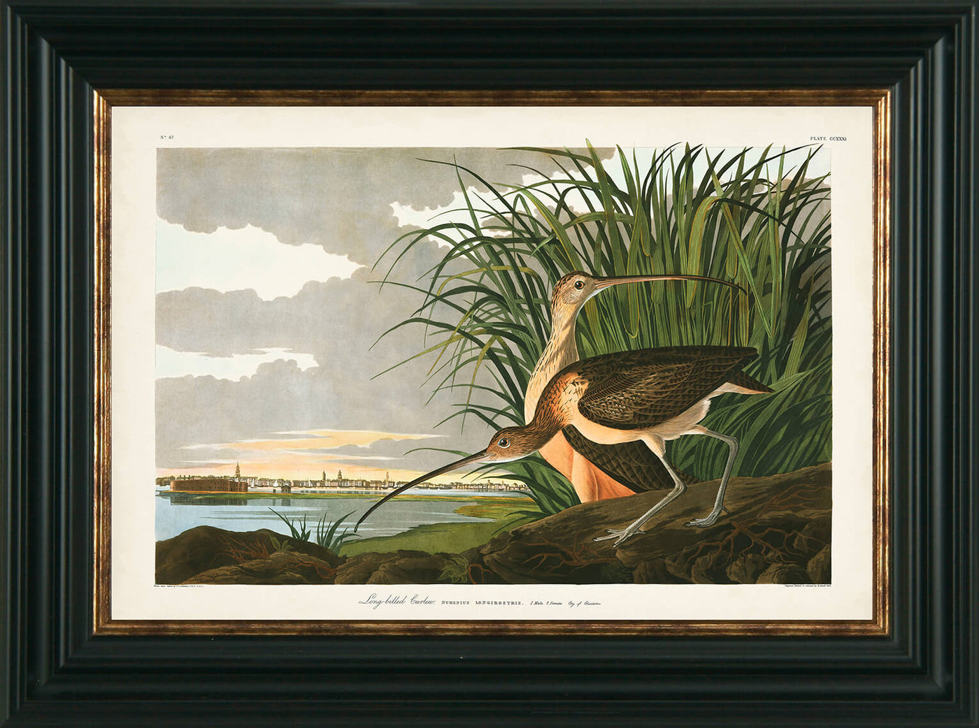 Water Birds II By James Audubon Long Billed Curlew - TheArtistsQuarter