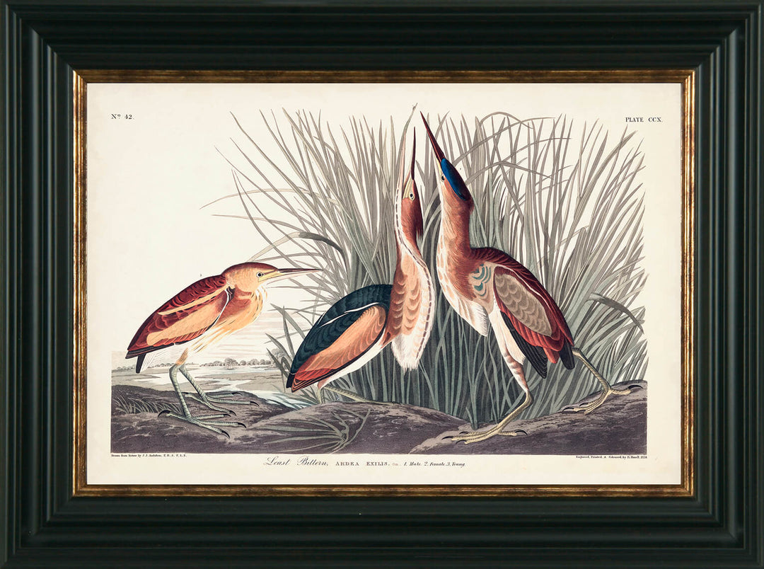 Water Birds III By James Audubon Least Bittern - TheArtistsQuarter